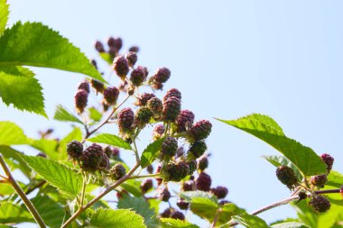Bir dalda olgun böğürtlenler. Çalılıklarda yetişen lezzetli böğürtlen. 