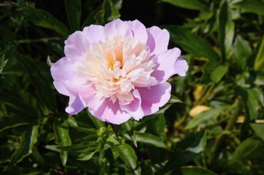 Bahçede pembe şakayıklar. Pembe şakayık makro fotoğraf. Bahçedeki pembe şakayıklara yakın çekim. Seçici odaklanma. Sığ alan derinliği.