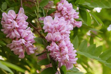Pembe akasya çiçeği (Robinia psödoacia). Akasya ağacı çiçek açar, Robinia hispida. Tüylü çekirge, gül akasyası ya da yosun çekirgesi olarak bilinir..