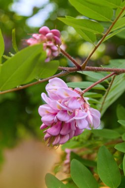 Pembe akasya çiçeği (Robinia psödoacia). Akasya ağacı çiçek açar, Robinia hispida. Tüylü çekirge, gül akasyası ya da yosun çekirgesi olarak bilinir..