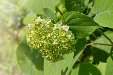 Bahçedeki ortancayı açmaya hazırız. Bahçede büyüyen yeşil ortanca çiçekleri, çiçekli arka plan. 