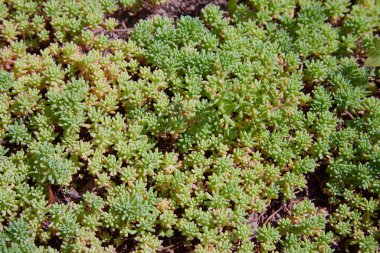 Sedum (taşrop İspanyolca) bir yaz içinde kapanır. Arkaplan için Evergreen altın yosunu sedum