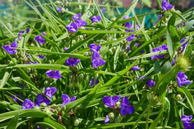 Virginia Spiderwort (Tradescantia virginiana) bahçede. Tradescantia ohiensis, yaygın olarak mavi ceketli ya da Ohio örümcek otu olarak bilinir.