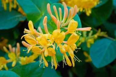 Çiçekli sarı hanımeli çalısı. Çiçek açan beyaz-sarı hanımeli (Woodbine). Lonicera japonica, Japon hanımeli ve altın ve gümüş hanımeli olarak bilinir.