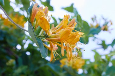 Çiçekli sarı hanımeli çalısı. Çiçek açan beyaz-sarı hanımeli (Woodbine). Lonicera japonica, Japon hanımeli ve altın ve gümüş hanımeli olarak bilinir.