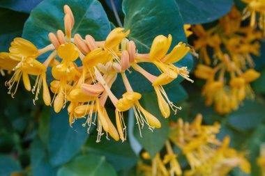Çiçekli sarı hanımeli çalısı. Çiçek açan beyaz-sarı hanımeli (Woodbine). Lonicera japonica, Japon hanımeli ve altın ve gümüş hanımeli olarak bilinir.