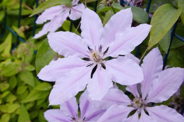 Güzel tırmanış bitkisi Clematis. Lilac Clematis Çiçeği 'nin Bush' u. Yakın plan. Clematis Vine