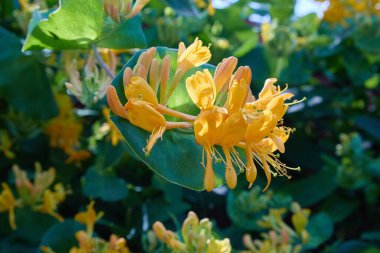 Çiçekli sarı hanımeli çalısı. Çiçek açan beyaz-sarı hanımeli (Woodbine). Lonicera japonica, Japon hanımeli ve altın ve gümüş hanımeli olarak bilinir.