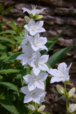Açık havada açan beyaz çiçekli çanlar Alba (Campanula)