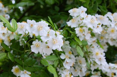 Rosa Sempervirens, her zaman yeşil gül. Bahçedeki yeşil çalıların güzel beyaz çiçekleri. 