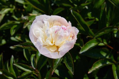 Bahçedeki beyaz şakayıklar. Beyaz şakayık makro fotoğraf. Bahçedeki beyaz şakayıklara yakın çekim. Seçici odaklanma. Sığ alan derinliği.