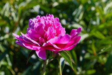 Bahçede canlı pembe ya da eflatun şakayıklar. Koyu pembe şakayık makro fotoğraf. Bahçedeki morumsu şakayıkların yakın çekimi. Seçici odaklanma. Sığ alan derinliği.