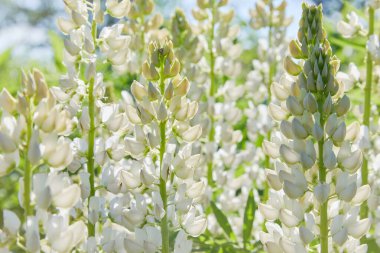 Beyaz lupin (Lupinus, lupin) çayırda açan çiçek. Çiçek açmış Lupinler.