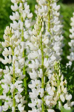 Beyaz lupin (Lupinus, lupin) çayırda açan çiçek. Çiçek açmış Lupinler.