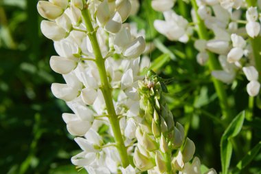 Beyaz lupin (Lupinus, lupin) çayırda açan çiçek. Çiçek açmış Lupinler.