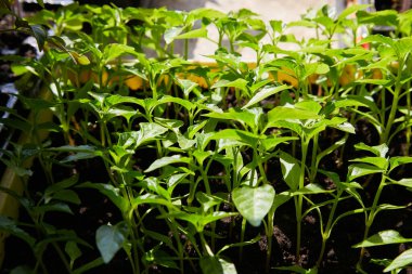 Biber tohumları, taze biber yaprakları, bahar tohumları. Pencerenin yanında biber filizleri.