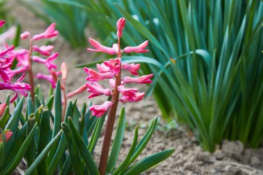 Yeşil yapraklı sümbül çiçekleri yetiştiriyor. Bahar çiçekleri. Çiçek açan sümbüllerin parfümü ilkbaharın bir sembolüdür. Kapat..