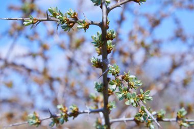 Böbrekleri olan deniz dikenli bir dal, deniz dikenli çalılar çiçek açan tomurcuklarla kaplıdır. 