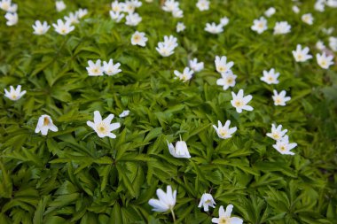 Ormandaki Anemone Nemorosa çiçekleri. Yaban şakayığı, yel çiçekleri, yosun. 