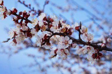 Çiçek açan bir kayısı ağacının dalı. Kayısı ağacı çiçeği, mevsimlik çiçek arka planı, sığ tarla derinliği