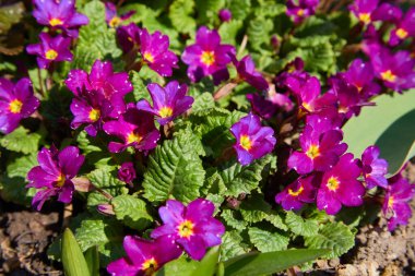 Pembe primula vulgaris, çuha çiçeği. Çiçekli Pembe Primula (Primula Vulgaris. Parlak pembe). Bahçıvanlık