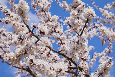 Çiçek açan bir kayısı ağacının dalı. Kayısı ağacı çiçeği, mevsimlik çiçek arka planı, sığ tarla derinliği