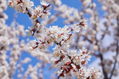 Çiçek açan bir kayısı ağacının dalı. Kayısı ağacı çiçeği, mevsimlik çiçek arka planı, sığ tarla derinliği