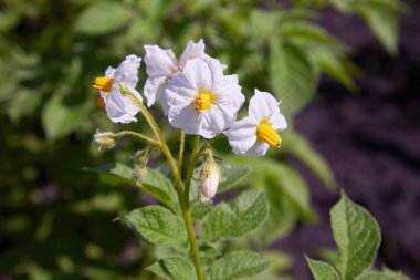 Bahçedeki bulanık arka planda beyaz patates çiçekleri. Parlak beyaz çiçekli bir patates çalısı. Patates..