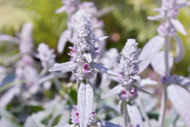 Bahçe bitkisi Stachys Byzantina, yakın plan, manzara tasarımı için kullanılır. Stachys Bizans (Kuzular Kulak))