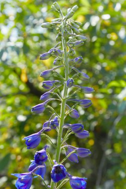 Çiçek açmış bir Delphinium elatum çiçeğine yaklaş. Larkspur 'Pagan Mor' un mor çiçekleri (Delphinium elatum Hybrid, Alpine Delphinium) daimi. 