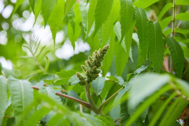 Ailanthus altissima çiçekleri çiçek açmaya hazır. Ailanto Çiçeği, Cennet Ağacı. Ailanthus altissima.