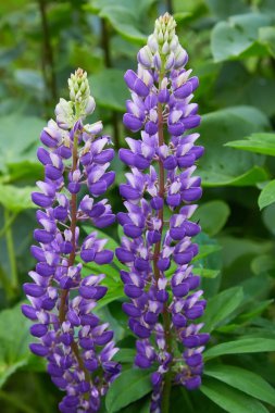 Çayırda açan mor lupin (Lupinus, lupin) çiçeği. Çiçek açmış Lupinler.
