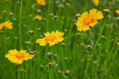 Koreopsis lanceolata 'nın parlak sarı çiçekleri. Coreopsis Lanceolata 'ya yakın çekim yaz başında çiçek açar. 