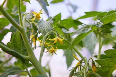 Serada yetişen sarı domates dalları. Doğal ekolojik sebze üretimi. Metin için boşluk