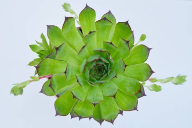 Sempervivum tectorum, Yaygın Houseleek - Beyaz arka planda daimi bitki. Sempervivum doğada, bitkisel ilaçlar için sağlıklı bitkileri kapatır. Yüksek açı görünümü