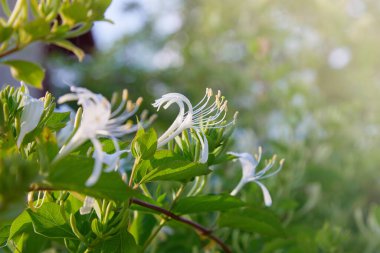 Çiçek açan beyaz-sarı hanımeli (Woodbine). Lonicera japonica Thunb veya Japon hanımeli bahçede sarı ve beyaz çiçek