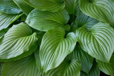 Bahçede bir bitki barındır. Closeup yeşil arka plan bırakır. Hosta - peyzaj park ve bahçe tasarımı için bir süs bitkisi