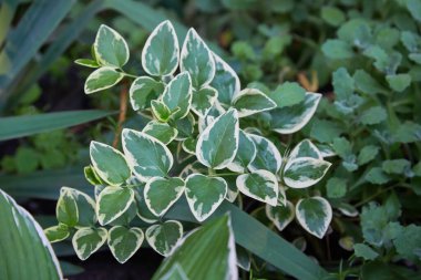 Euonymus fortune ei Emerald Gaiety çeşitlendirilmiş yeşil ve beyaz yapraklı çalı yaprakları