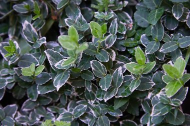 Euonymus fortune ei Emerald Gaiety çeşitlendirilmiş yeşil ve beyaz yapraklı çalı yaprakları