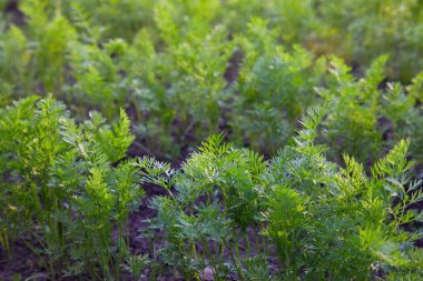 Bahçe bahçesinde sebze yatakları bebek havuçlar. Sıralar dolusu yeşil havuç sığ DOF içinde filizlenir. Bahçedeki havuçlar. Bahçede havuç toplama mevsimi