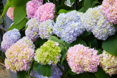 Pembe, mavi, leylak, menekşe, mor ortanca çiçeği (Hydrangea makrophylla) bir bahçede bahar ve yaz mevsiminde çiçek açar. Ortanca macrophylla Ortensiya çiçeklerinin güzel çalısı
