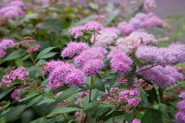 Güzel pembe Petunya (Petunya boş) Bahçe yumuşak odak çiçekler. 