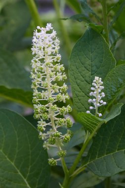 Phytolacca americana, Amerikan pokeweed, pokeweed, poke sallet veya poke salatası olarak da bilinir, pokeweed familyasından zehirli bir bitki türü.