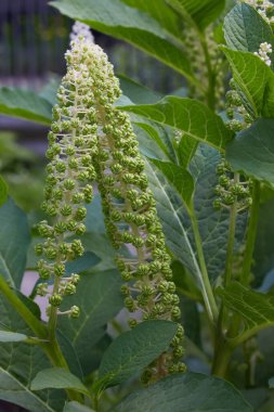 Phytolacca americana, Amerikan pokeweed, pokeweed, poke sallet veya poke salatası olarak da bilinir, pokeweed familyasından zehirli bir bitki türü.