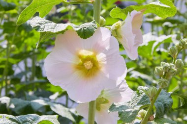 Malva Silvestris. Çiçek açan Misk mallow (Malva alcea, kesim yapraklı ebegümeci, Mine çiçeği ebegümeci veya Gül Fatma ebegümeci) yaz aylarında