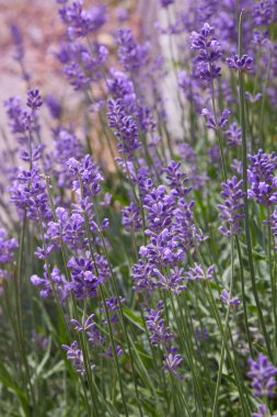 Güneşli bir günde lavanta çalıları kapanır. Bahçede mor lavanta çalıları. Mesaj için Violet Field 'a. Lavanta çalıları yakın plan
