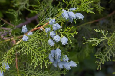 Kozalaklı (Thuja Orientalis): tohum konilerinin yakın planıdır. Küçük külahlı Thuja dalı. Evergreen bitkisi