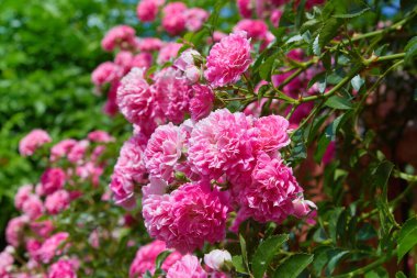 Açık havada Pembe Tırmanan Güller (Rosa). Güneşli bir günde açan bir sürü pembe çiçek.. 