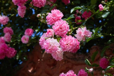 Açık havada Pembe Tırmanan Güller (Rosa). Güneşli bir günde açan bir sürü pembe çiçek.. 