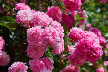 Açık havada Pembe Tırmanan Güller (Rosa). Güneşli bir günde açan bir sürü pembe çiçek.. 